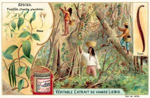Vanilje (chromolitho) av European School
