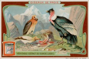 Vulture og Condor av European School