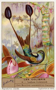 Hvitfotet rackethale (Spathura Underwoodii) (chromolitho) av European School