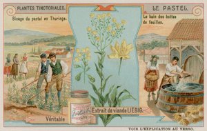 Woad and a Harvest i Thüringen i Tyskland av European School