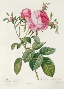 Theory, les Roses, Rosa Centifolia Foliacea (litografi) av Eustache Hyacinthe Langlois