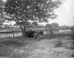 Katle, Alipore, India, 1905-1906