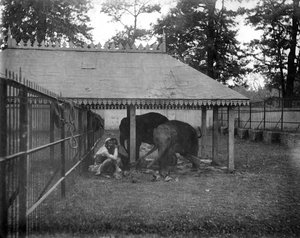 Elephants, Alipore, India, 1905-1906