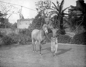 Mann med hest, Alipore, India, 1905-1906