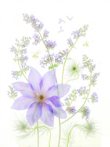 Sarte lavendelblomster av Fangping Zhou