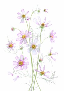 Eterisk rosa kosmos