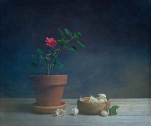 Stemningsfull potteblomst av Fangping Zhou
