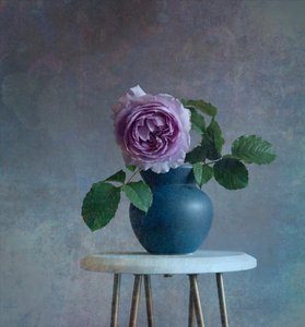 Fredelig lilla rose