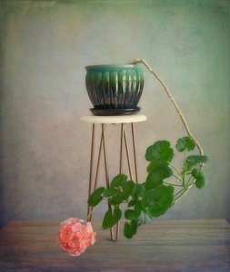 Hengende pelargoniumblomst av Fangping Zhou