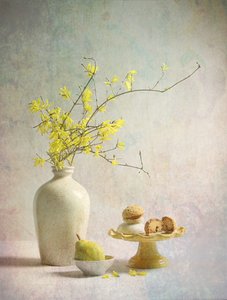 Nydelige gule forsythiaer