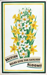 British Bulbs Give the Earliest Blooms, fra serien 'British Bulbs for Home Gardens' (farge litho) av Fawkes Fawkes