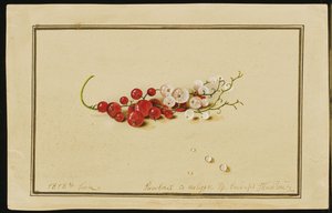 Røde og hvite rips, 1818