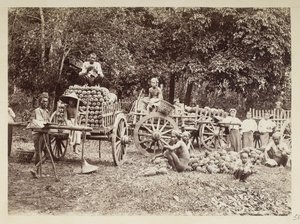 Laster høstede ananas på vogner, Burma, Elgin Collection: 
