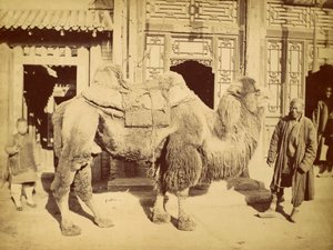 Bactrian Camel with Handler, ca. 1860 (fotogravyr) av Felice Beato