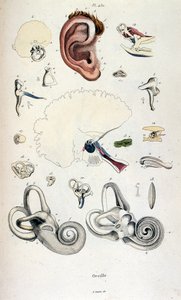 Anatomisk illustrasjon av F.E. Guerin. Fra *Pittoresk ordbok for naturhistorie og naturfenomener* - 1833/1834