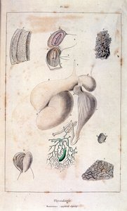 Anatomisk illustrasjon av F.E. Guerin. Fra *Pittoresk ordbok for naturhistorie og naturfenomener* - 1833/1834
