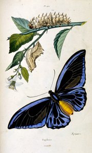 Botanisk og zoologisk illustrasjon av F.E. Guerin. Fra *Pittoresk ordbok for naturhistorie og naturfenomener* - 1833/1834 av Felix-Edouard Guerin