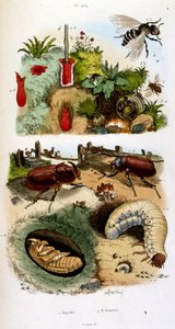 Botanisk og zoologisk illustrasjon av F.E. Guerin. Fra *Pittoresk ordbok for naturhistorie og naturfenomener* - 1833/1834