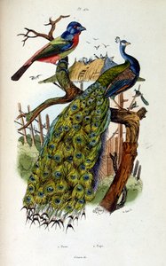 Botanisk og zoologisk illustrasjon av F.E. Guerin. Fra *Pittoresk ordbok for naturhistorie og naturfenomener* - 1833/1834 av Felix-Edouard Guerin