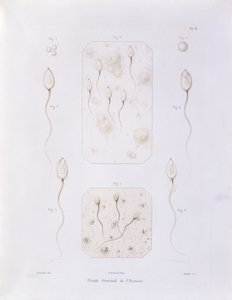Sædvæske, fra Theorie Positive de lOvulation Spontanee et de la Fecondation des Mammiferes et de lEspece Humaine av Felix-Archimede Pouchet (1800-72) gravert av Oudet, Paris, 1847 (farget eng. av Felix Archimede Pouchet