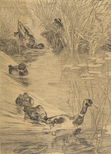 Duck Frolic, 1850-1914. av Felix Bracquemond