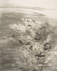 Siv og krikk, 1882. av Felix Bracquemond