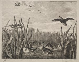 Teal, 1853. av Felix Bracquemond