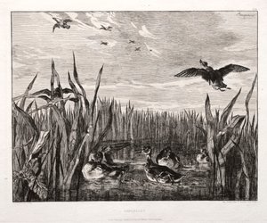 Teals, 1853 trykt 1864. av Felix Bracquemond