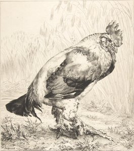Den gamle hanen, 1882. av Felix Bracquemond