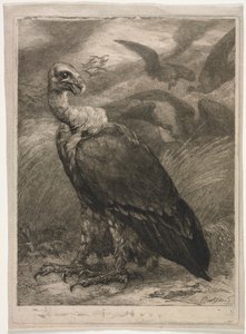 Gribb av Felix Bracquemond