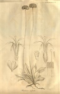 Dette er Tab. 28 fra bind X av Transactions of the Linnean Society of London, utgitt i 1811 av Ferdinand Bauer