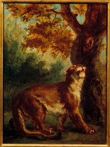 Pumaen sier også at løvinne ser etter et bytte. Maleri av Eugene Delacroix (1798-1863) av Ferdinand Victor Eugene Delacroix
