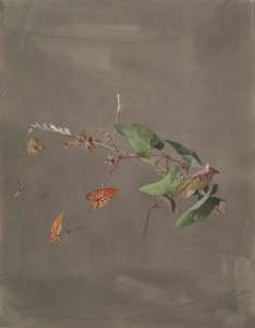 Bindweed