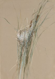 Birds Nest i Cattails, ca. 1875.