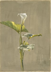 Calla Lily, 1875 (wc på papir)