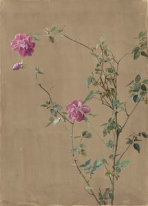 Rosa roser