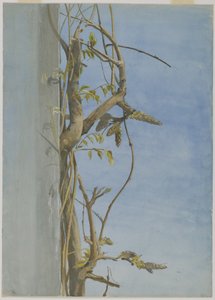 Wisteria på en vegg (wc på papir)