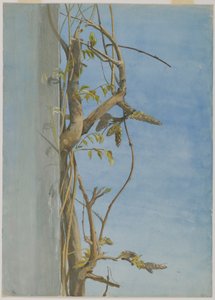 Wisteria på en vegg