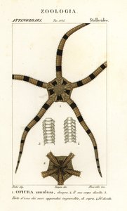 Sprø stjerne pigghud, Ophiomastix annulosa, Ophiura annulosa av Finocchi Finocchi