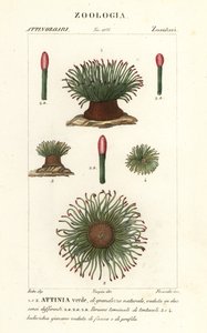 Middelhavsslangelås sjøanemone, Anemonia sulcata av Finocchi Finocchi