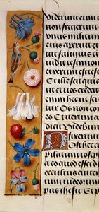 Ms. 1058-1975, f.22v: detalj av en blomsterkant fra en timebok, ca. 1500 (vellum) av Flemish School