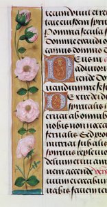 Ms. 1058-1975, f.34v: detalj av en blomsterkant fra en timebok, ca. 1500 av Flemish School