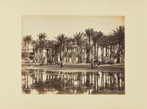 Kairo, palmer av Félix Bonfils