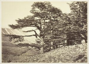 Cedars of Libanon, ca. 1870. av Félix Bonfils