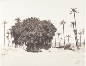 Esneh, daddelpalmer, sycamore og kaffe på kanten av Nilen, 1851-52, trykt 1853-54. av Félix Teynard