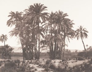 Karnak, gruppe daddelpalmer sett fra punkt A, 1851-52, trykt 1853-54. av Félix Teynard
