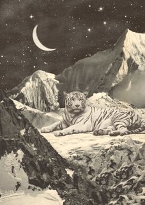 Kjempe hvit tiger i fjellene