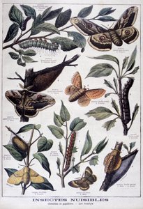 Skadelige insekter: larver, sommerfugler og møll, 1897 av Fortuné Méaulle