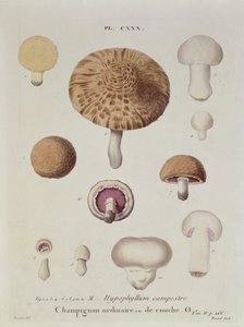 Hypophyllum campestre eller marksoppen, tallerken 130 fra 'Iconographie des Champignons de JJ Paulet' av JH Leveille, gravert av Renard, 1855 av Fossier