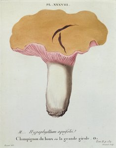 Hyprophyllum aquifolii, plate 38 fra 